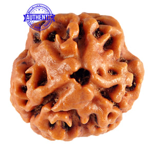 3 Mukhi Rudraksha from Nepal - Bead No. 79 (Giant Size)