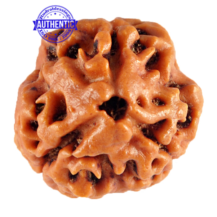 3 Mukhi Rudraksha from Nepal - Bead No. 79 (Giant Size)