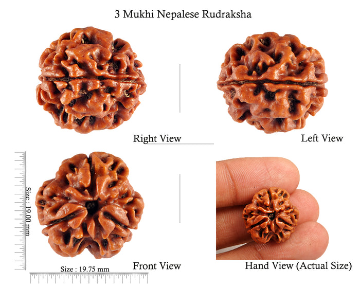 3 Mukhi Rudraksha from Nepal - Bead No. 80 Giant Size)