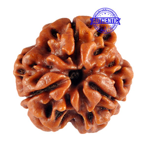 3 Mukhi Rudraksha from Nepal - Bead No. 80 Giant Size)