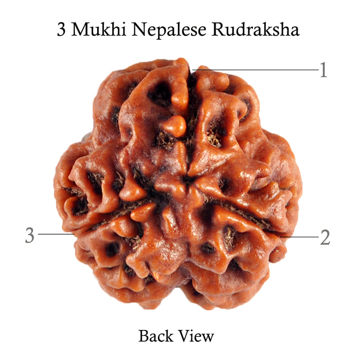 3 Mukhi Rudraksha from Nepal - Bead No. 80 Giant Size)