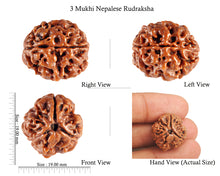Load image into Gallery viewer, 3 Mukhi Rudraksha from Nepal - Bead No. 81
