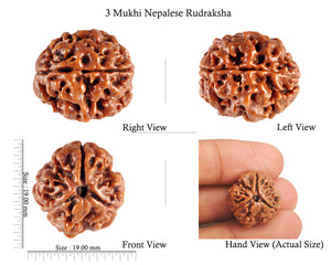 3 Mukhi Rudraksha from Nepal - Bead No. 81