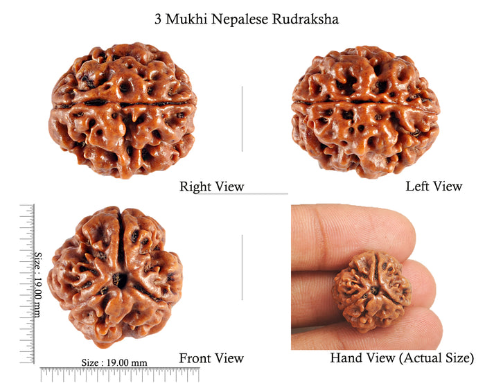 3 Mukhi Rudraksha from Nepal - Bead No. 81