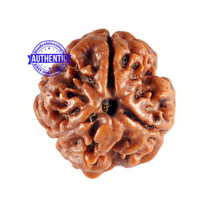 3 Mukhi Rudraksha from Nepal - Bead No. 81