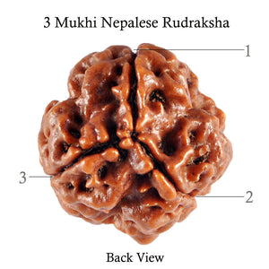 3 Mukhi Rudraksha from Nepal - Bead No. 81