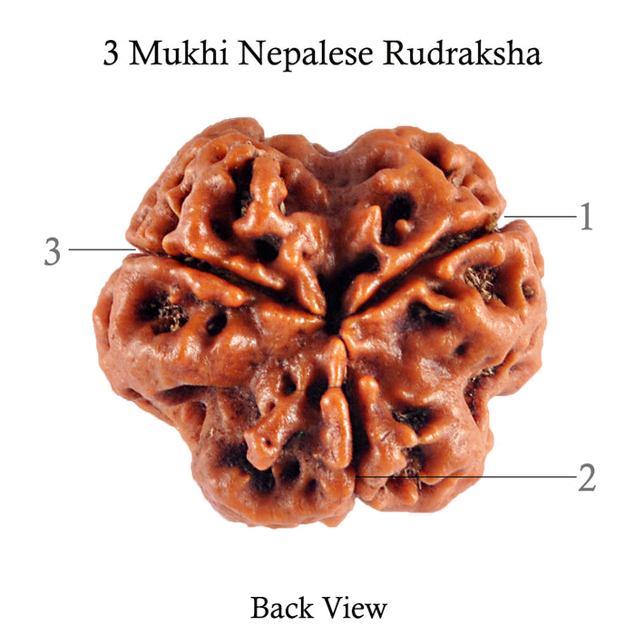 3 Mukhi Rudraksha from Nepal - Bead No. 82 (Giant Size)