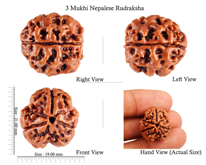 3 Mukhi Rudraksha from Nepal - Bead No. 83 (Giant Size)