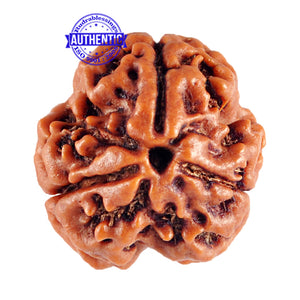 3 Mukhi Rudraksha from Nepal - Bead No. 83 (Giant Size)