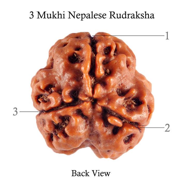 3 Mukhi Rudraksha from Nepal - Bead No. 83 (Giant Size)