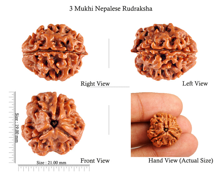 3 Mukhi Rudraksha from Nepal - Bead No. 84 (Giant Size)