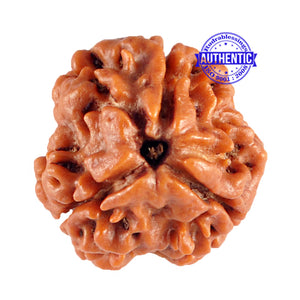 3 Mukhi Rudraksha from Nepal - Bead No. 84 (Giant Size)