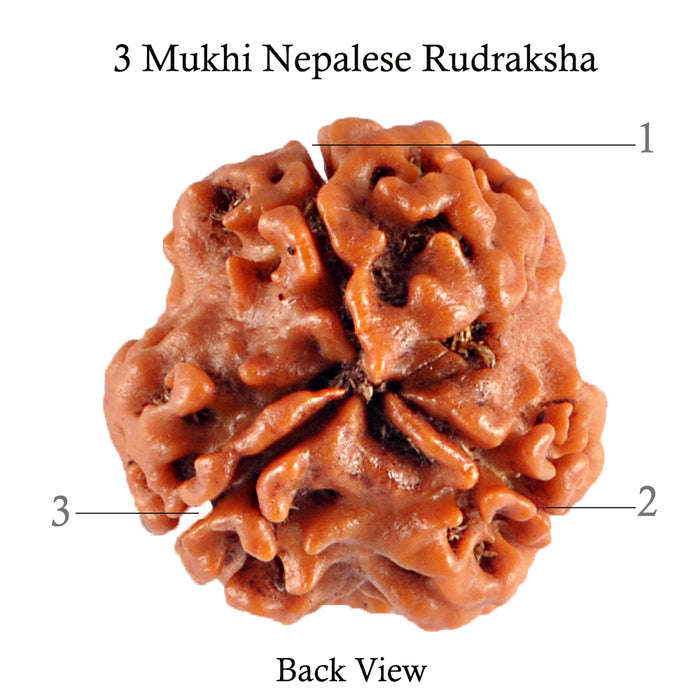 3 Mukhi Rudraksha from Nepal - Bead No. 84 (Giant Size)