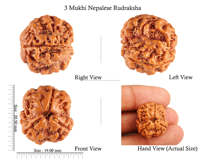 3 Mukhi Rudraksha from Nepal - Bead No. 85 (Giant Size)
