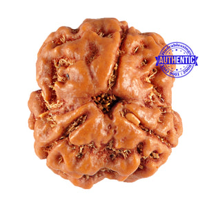 3 Mukhi Rudraksha from Nepal - Bead No. 85 (Giant Size)