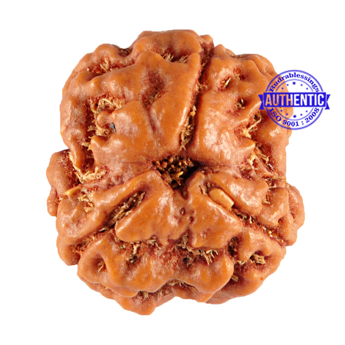 3 Mukhi Rudraksha from Nepal - Bead No. 85 (Giant Size)