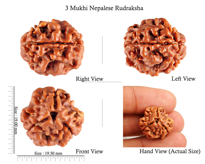 3 Mukhi Rudraksha from Nepal - Bead No. 86 (Giant Size)