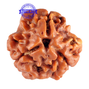 3 Mukhi Rudraksha from Nepal - Bead No. 86 (Giant Size)