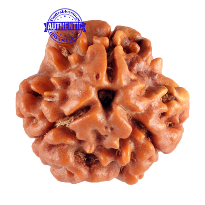 3 Mukhi Rudraksha from Nepal - Bead No. 86 (Giant Size)