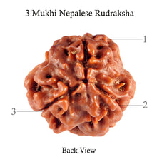 Load image into Gallery viewer, 3 Mukhi Rudraksha from Nepal - Bead No. 86 (Giant Size)
