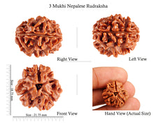 Load image into Gallery viewer, 3 Mukhi Rudraksha from Nepal - Bead No. 88 (Giant Size)
