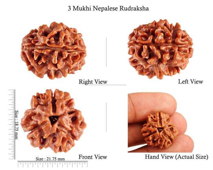 3 Mukhi Rudraksha from Nepal - Bead No. 88 (Giant Size)