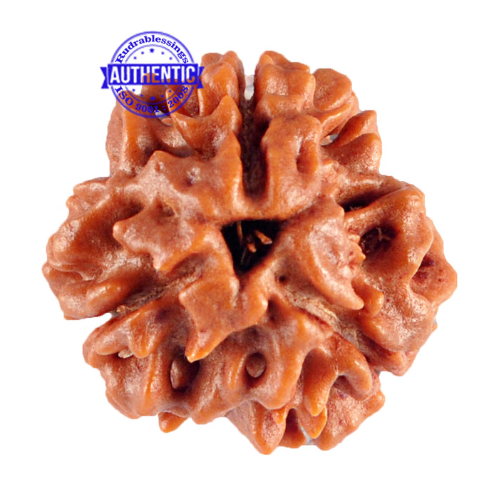 3 Mukhi Rudraksha from Nepal - Bead No. 88 (Giant Size)