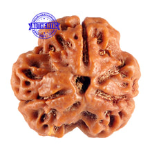 Load image into Gallery viewer, 3 Mukhi Rudraksha from Nepal - Bead No. 90 (Giant Size)
