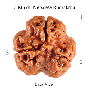 3 Mukhi Rudraksha from Nepal - Bead No. 90 (Giant Size)