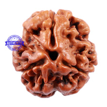 Load image into Gallery viewer, 3 Mukhi Rudraksha from Nepal - Bead No. 159
