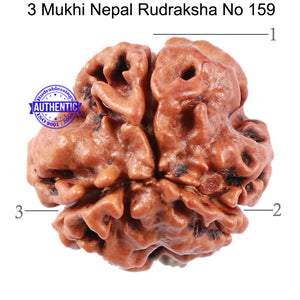 3 Mukhi Rudraksha from Nepal - Bead No. 159