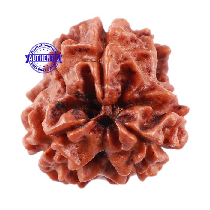 3 Mukhi Rudraksha from Nepal - Bead No. 160