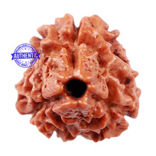 Load image into Gallery viewer, 3 Mukhi Rudraksha from Nepal - Bead No. 160

