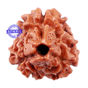 3 Mukhi Rudraksha from Nepal - Bead No. 160