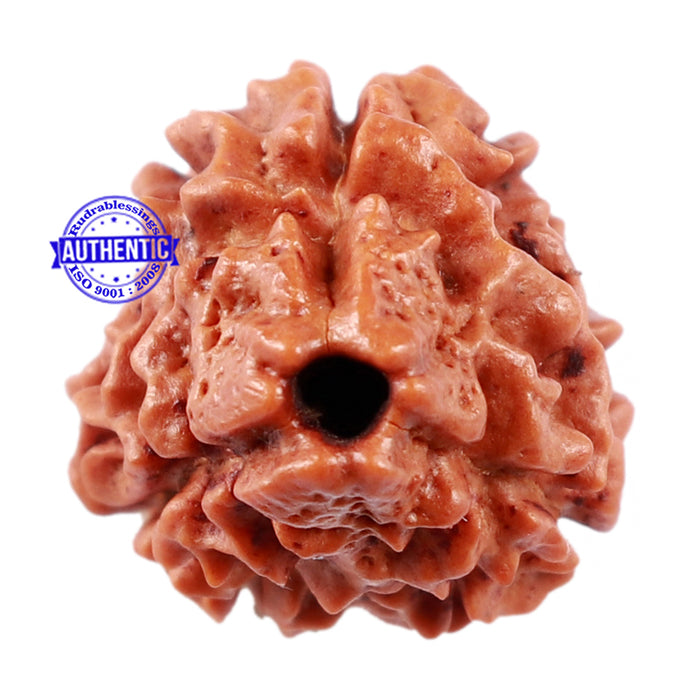 3 Mukhi Rudraksha from Nepal - Bead No. 160