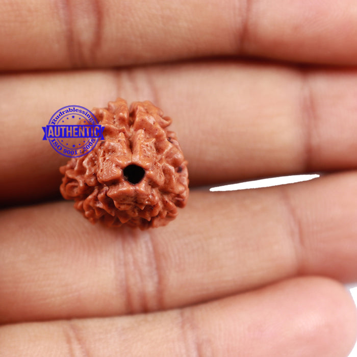 3 Mukhi Rudraksha from Nepal - Bead No. 160