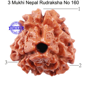3 Mukhi Rudraksha from Nepal - Bead No. 160