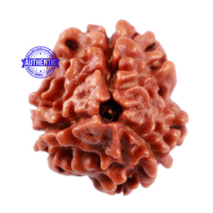 3 Mukhi Rudraksha from Nepal - Bead No. 161