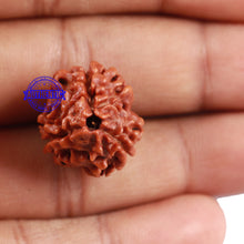 Load image into Gallery viewer, 3 Mukhi Rudraksha from Nepal - Bead No. 161
