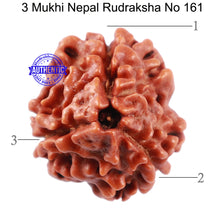 Load image into Gallery viewer, 3 Mukhi Rudraksha from Nepal - Bead No. 161
