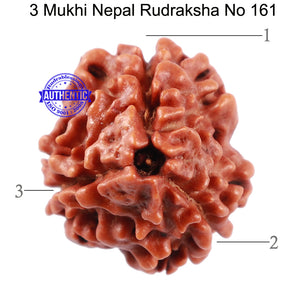 3 Mukhi Rudraksha from Nepal - Bead No. 161
