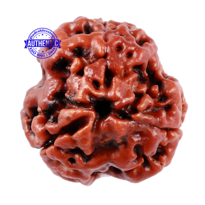 3 Mukhi Rudraksha from Nepal - Bead No. 167