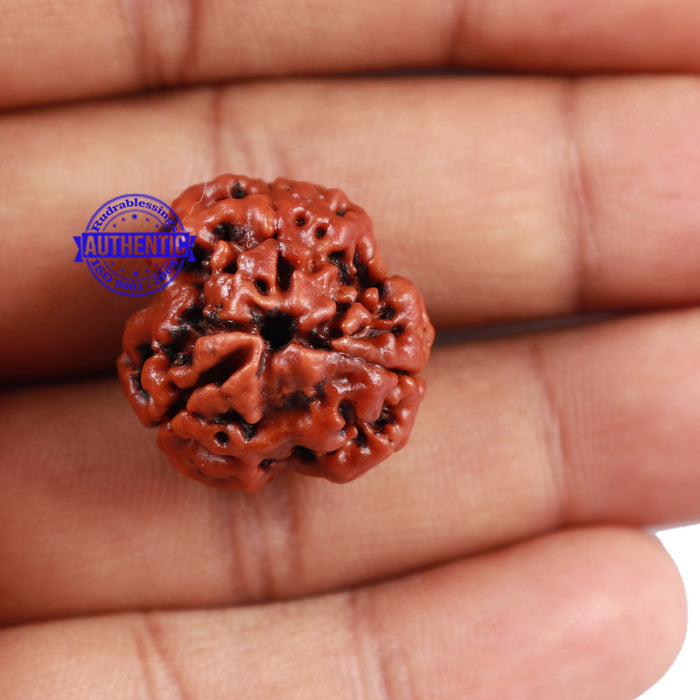 3 Mukhi Rudraksha from Nepal - Bead No. 167