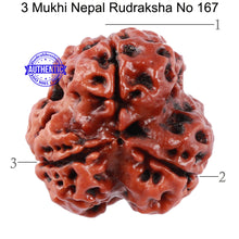 Load image into Gallery viewer, 3 Mukhi Rudraksha from Nepal - Bead No. 167
