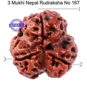 3 Mukhi Rudraksha from Nepal - Bead No. 167