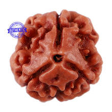 Load image into Gallery viewer, 3 Mukhi Rudraksha from Nepal - Bead No. 64
