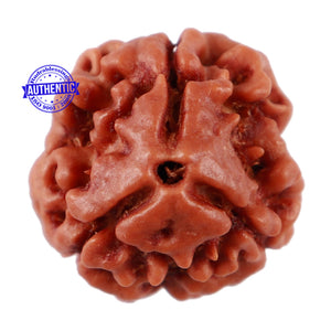 3 Mukhi Rudraksha from Nepal - Bead No. 64