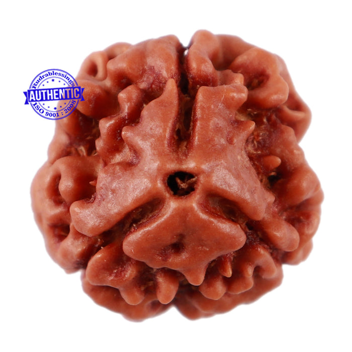 3 Mukhi Rudraksha from Nepal - Bead No. 64