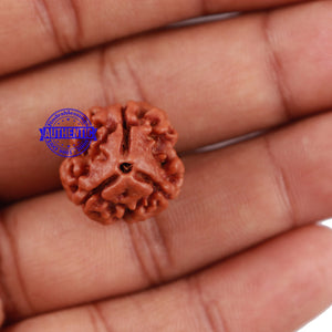 3 Mukhi Rudraksha from Nepal - Bead No. 64