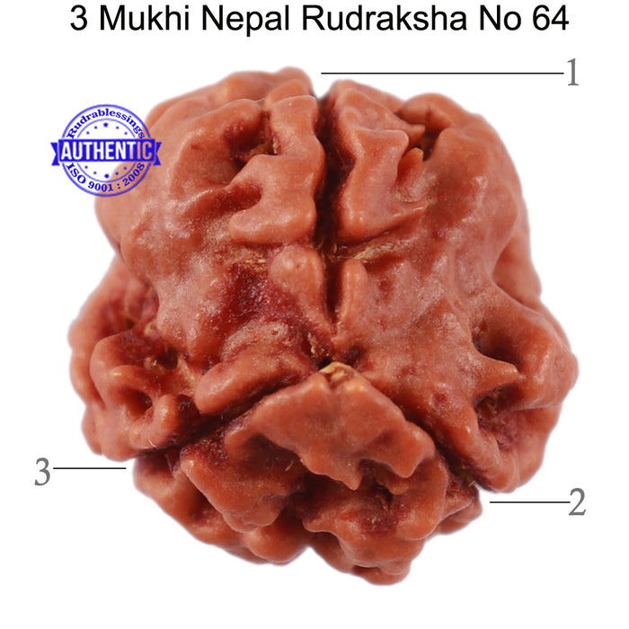 3 Mukhi Rudraksha from Nepal - Bead No. 64